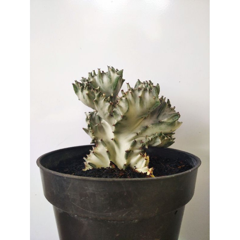 Euphorbia Lactea Cristata