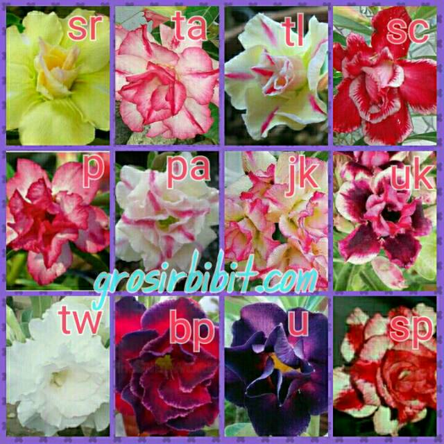 Bunga kamboja jepang