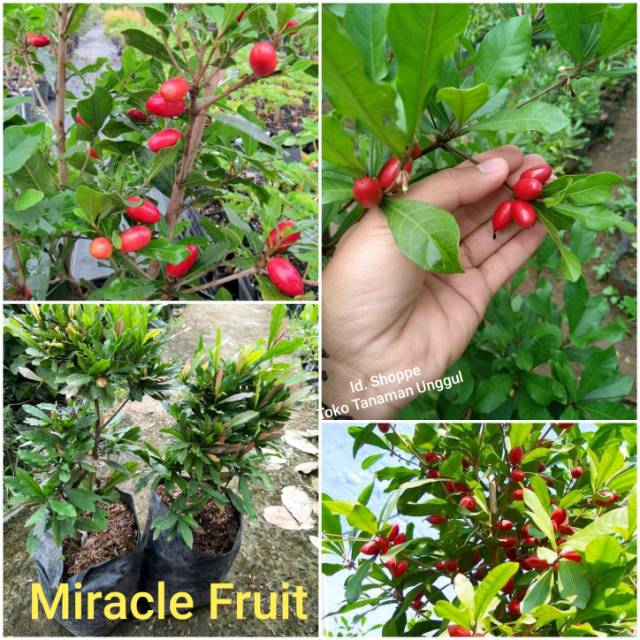Bibit Miracle fruit