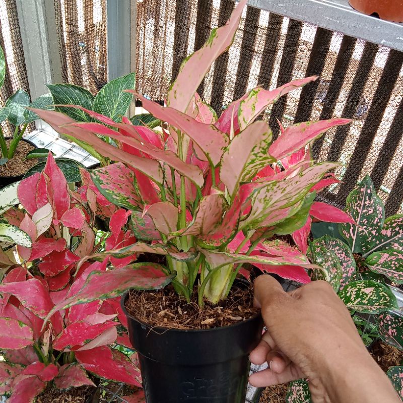 Aglonema Ruby Garuda Rumpun (Daun Rimbun)