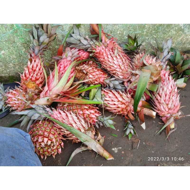

buah nanas muda merah