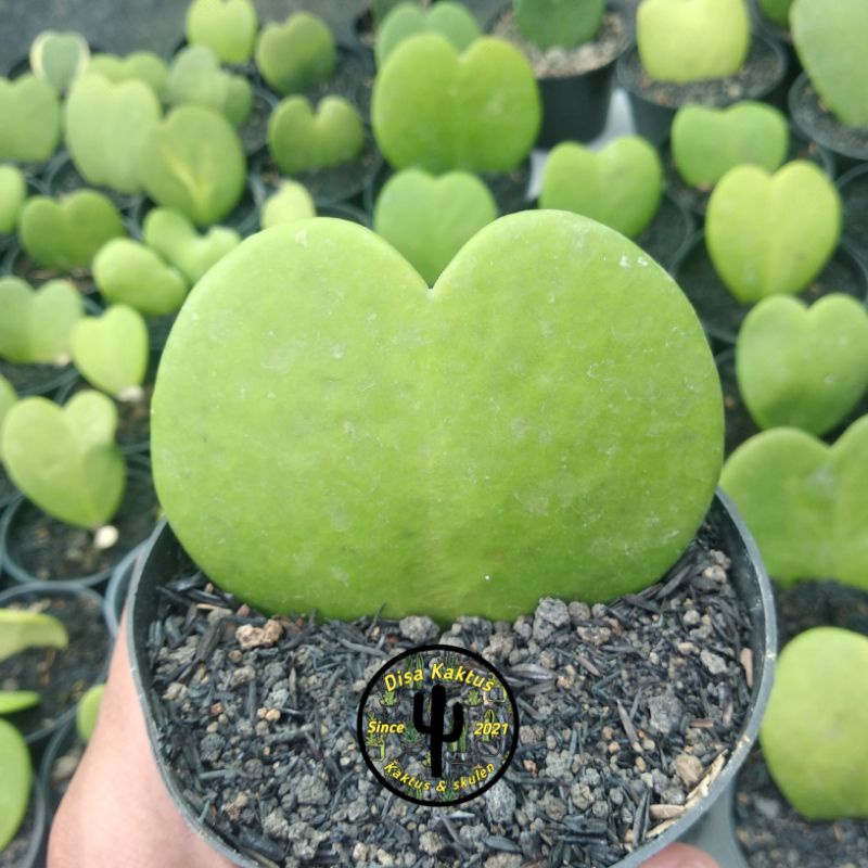 KAKTUS SKULEN - love hoya