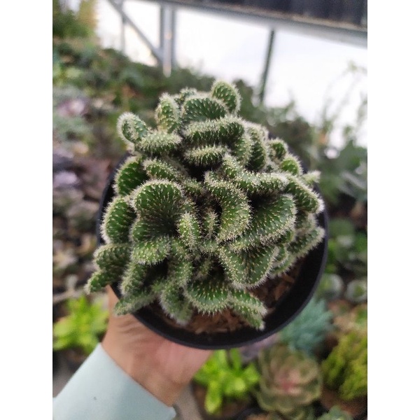 Sukulen - Sukulen cristata - Sukulen Babat