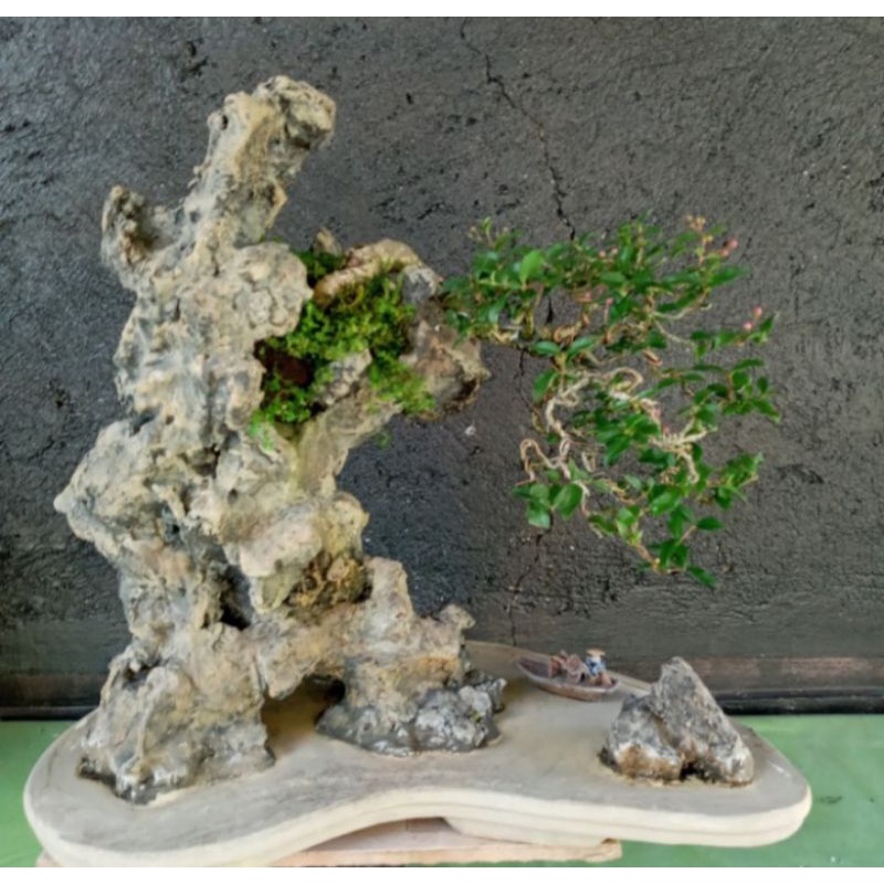bonsai penjing sakura micro