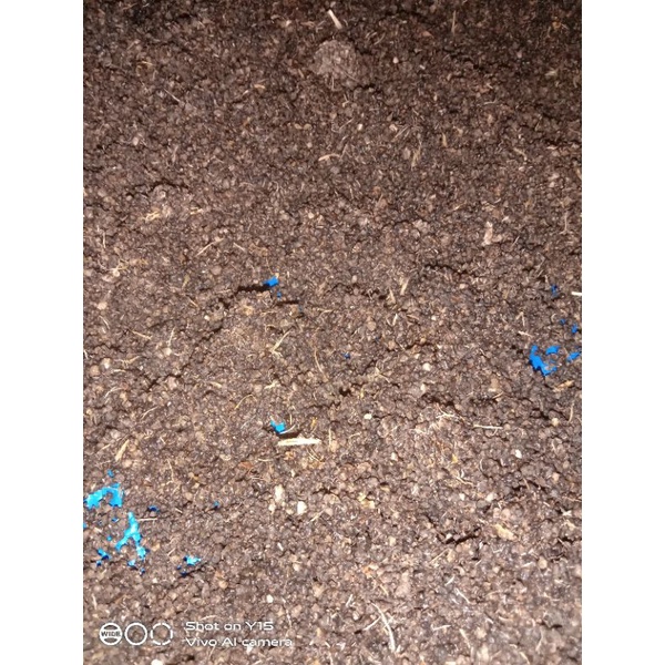 

tiwul hitam/ oyek Ireng/ nasi tiwul/ singkong/ 1kg