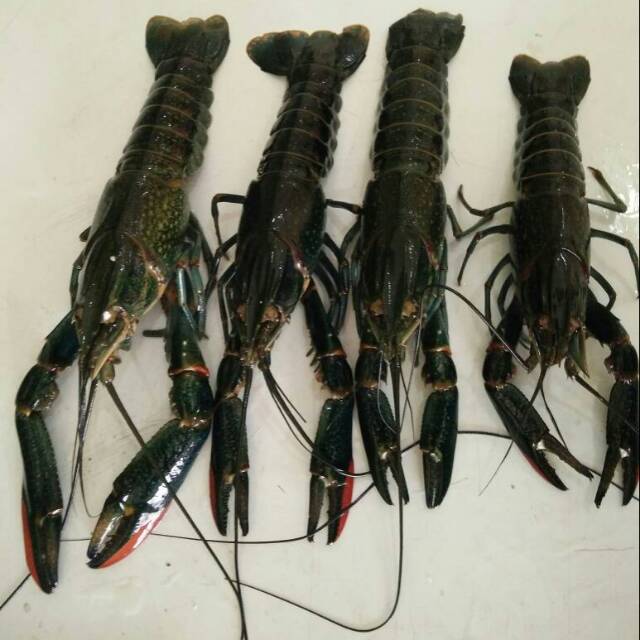 

Lobster