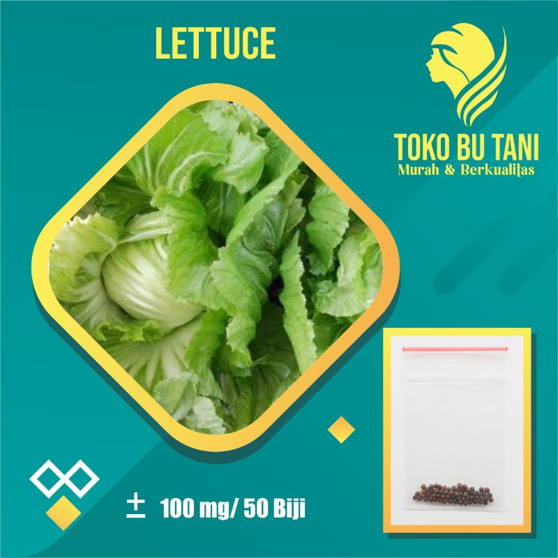 Benih Sawi Mustard Head Lettuce Glory Sayuran Pahit Known You Seed Bibit Tanaman Sayur Unggul