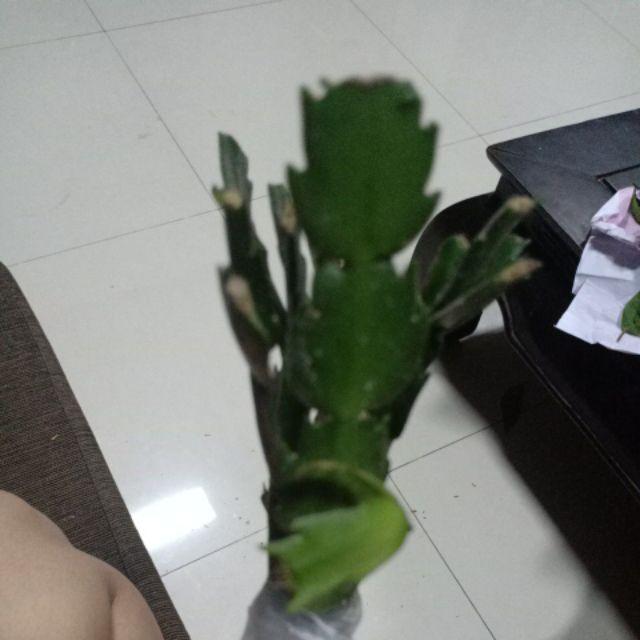 Tanaman Hias Bambu Rejeki Mini 3 Susun