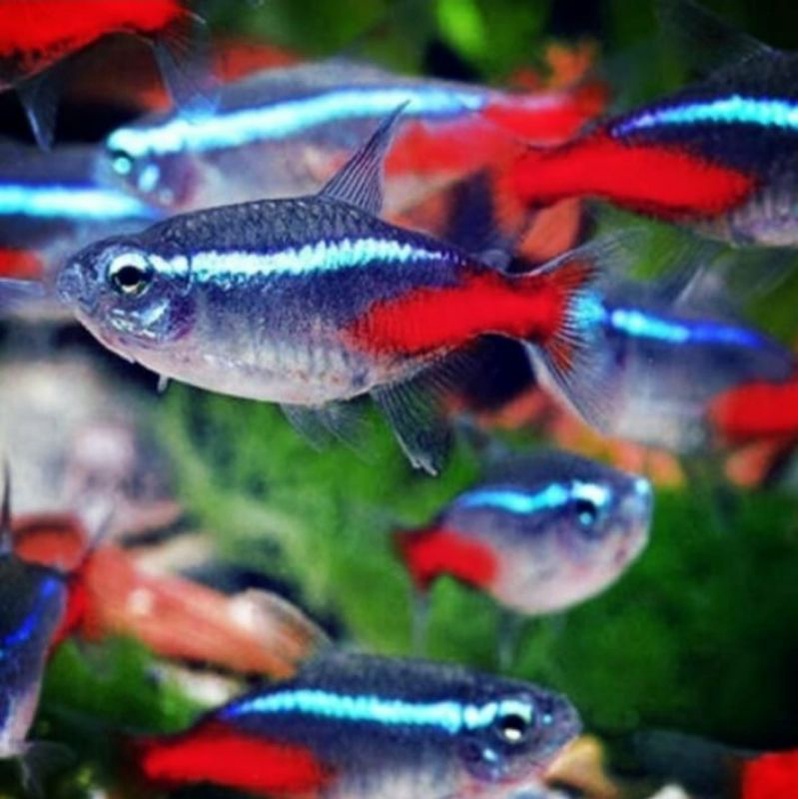 neon tetra xl