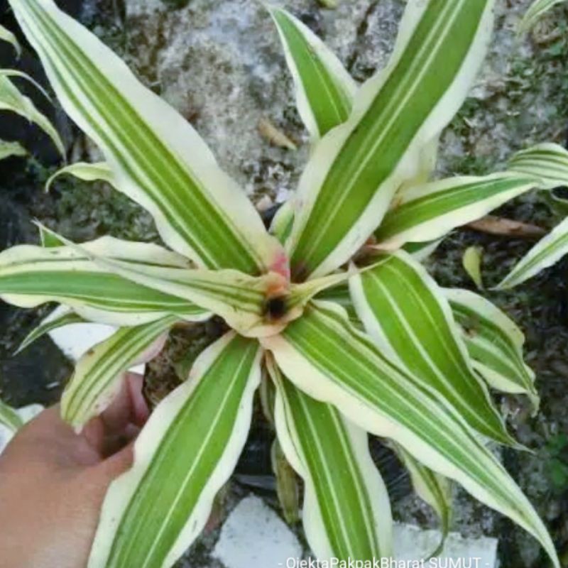 Tanaman Hias Bromelia Cryptantus/Bromelia Karang/Bromelia Hijau Putih#Green White