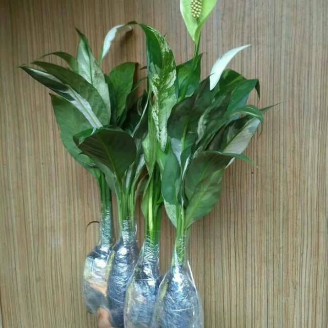 Tanaman hias sepatu film varigata - pohon bunga sepatu ...