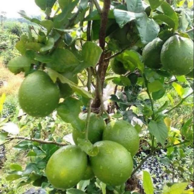 Pohon jeruk nipis jumbo bibit pohon jeruk nipis jumbo pohon jeruk