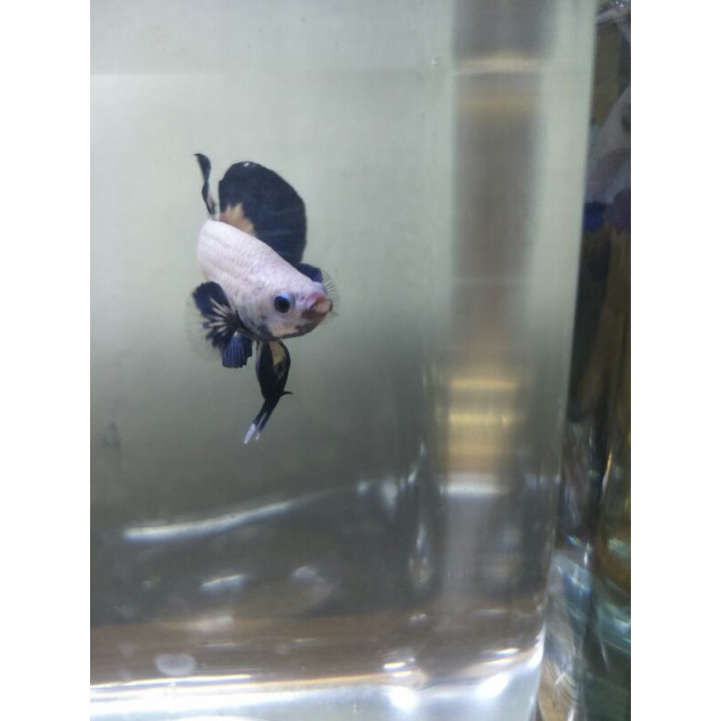 Bluerim/Blue Rim/Thailand