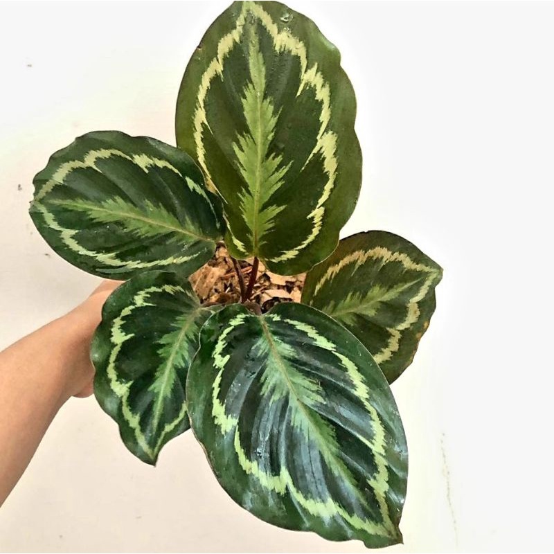 Calathea Medalion /Calathea Orbyfolia / calathea/ Calathea murah /Calathea crimson / Calathea Orbyfo