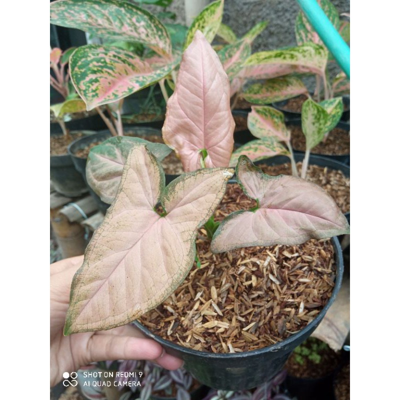 tanaman hias sygonium pink