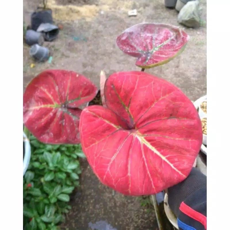 keladi apel merah ( hanya bonggol )