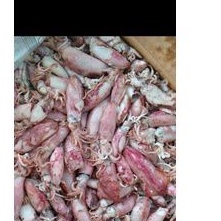 

cumi asin kering pesenan cici 25 dus