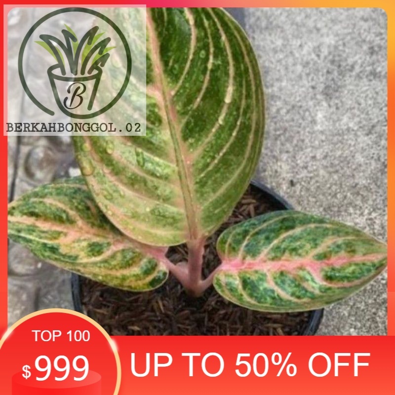bibit aglonema rinjani anakan