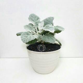  Tanaman  Hias  Silver Dust Daun  Lebar  Shopee Indonesia