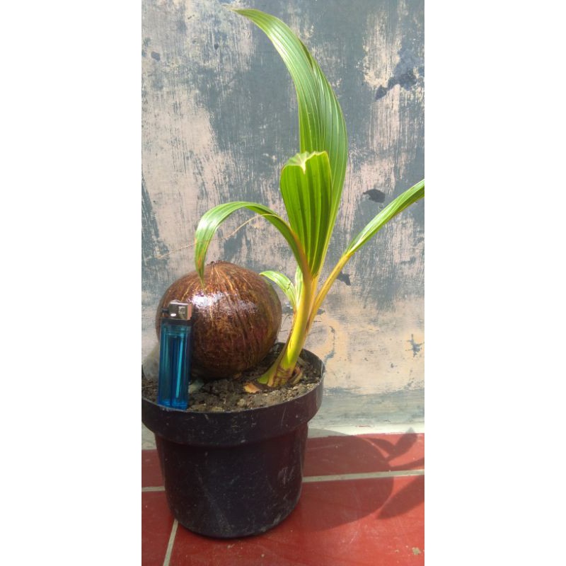 Bonsai kelapa gading nungging101