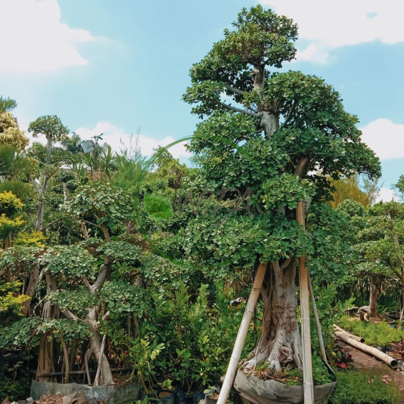 Tanaman Hias Bahan Bonsai Taman Dolar Beringin