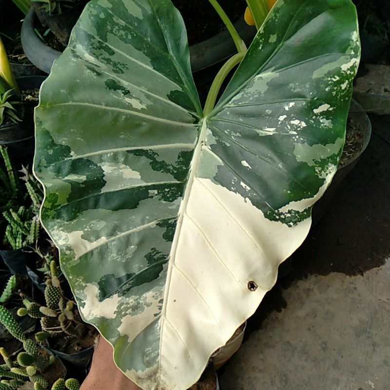 keladi sente  varigata