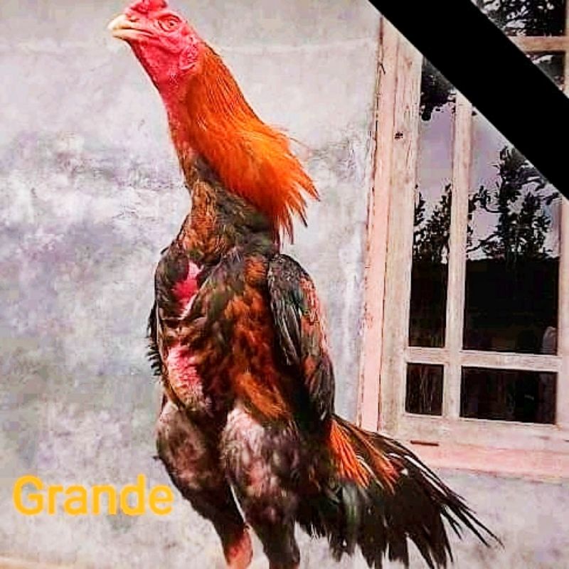 

Telur Tetas Fertil Ayam Bangkok Klasik - Fighting Speed