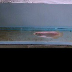 arowana Pino size 15-17cm.