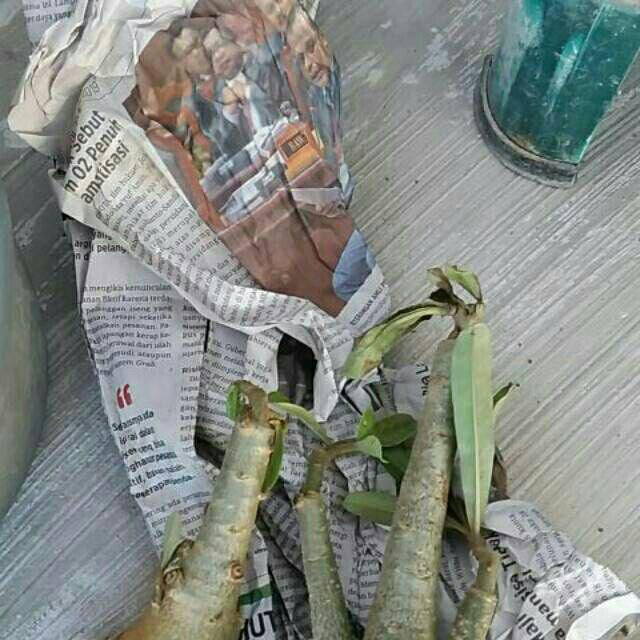 Paket 4 Batang Bibit Bunga Kamboja Jepang Adenium Triple Warna Terbaru 2019 Bonggol Besar