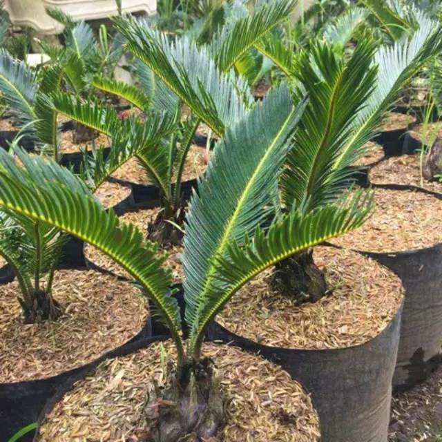 Tanaman Hias Palem Sikas - Palm Mawar Jambe bergaransi