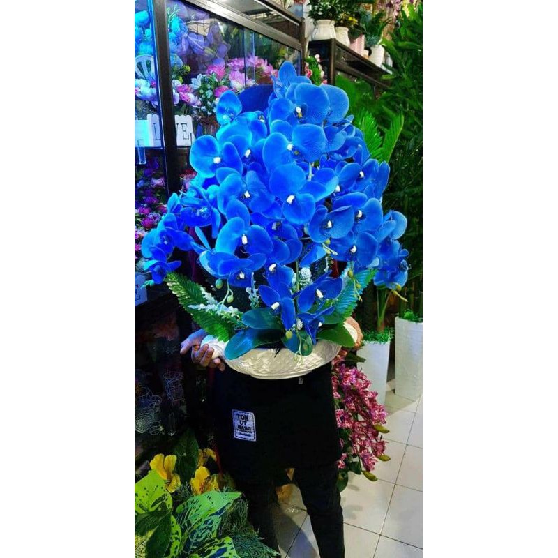 Bunga Anggrek latex biru jumbo