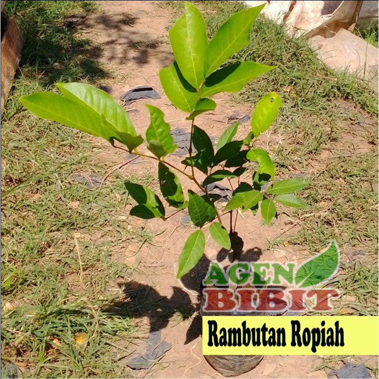 Bibit Rambutan Rapiah - Ropiah - Pohon Buah Rambutan