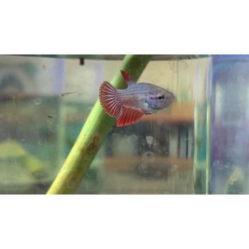 Ikan cupang multicolor/monocolor grade A SALE
