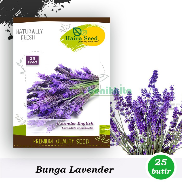 Benih-Bibit Bunga Lavender English (Haira Seed)