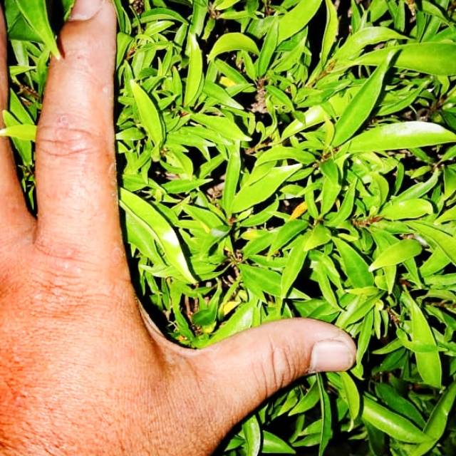 Ficus afika atau beringin afrika