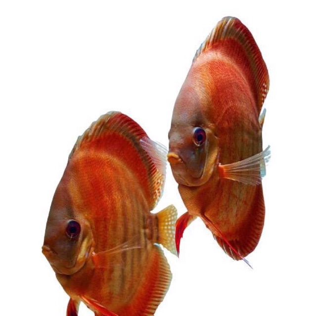 IKAN DISCUS SUN MERAH SM SAN MERAH BERKUALITAS 1 - 1.5 INCH BODY ONLY