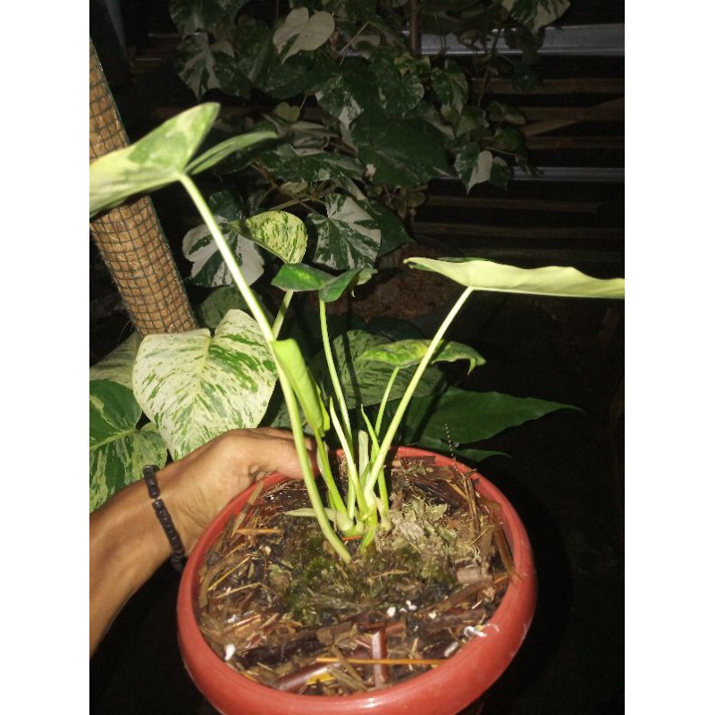 Tanaman hias brekele variegata yelow/burlemak variegata/brekele variegata kuning