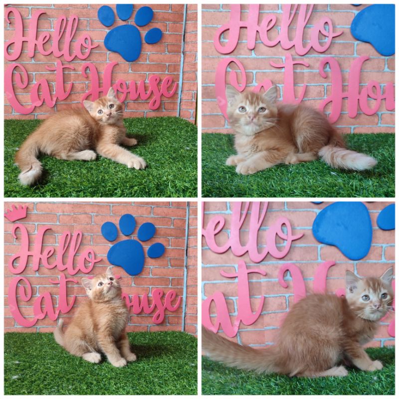 persia medium kitten Shorthair jantan 2bbula