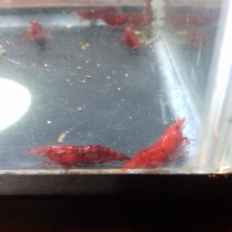 

Bloody Mary shrimp