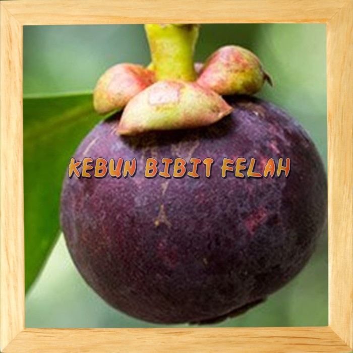 Obral Bibit Benih Tanaman Buah manggis Okulasi Stek Cangkok Unggul Tambulampot