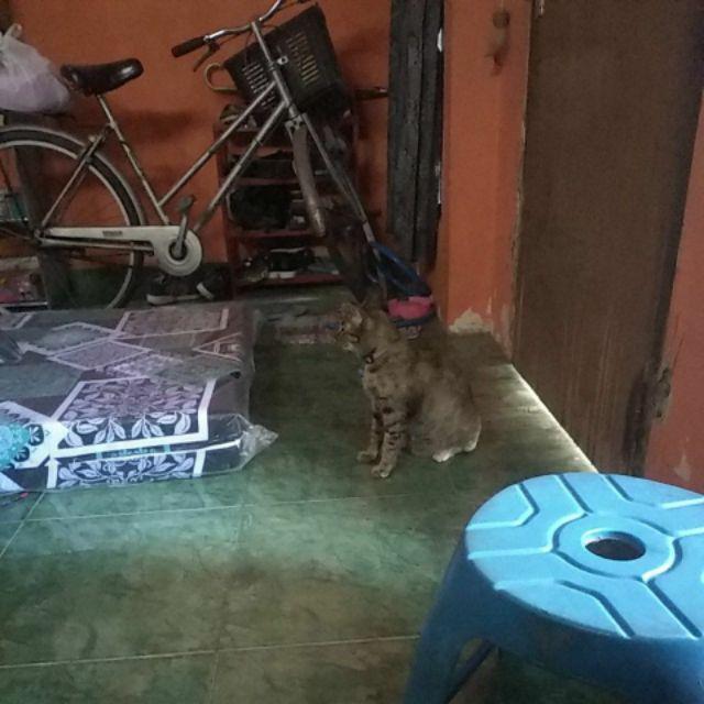 Kasur Busa Inoac 200cm X 90cm X 15cm (single) Garansi 10 Thn Original Foam