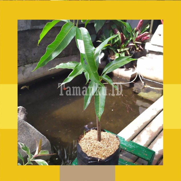 TANAMAN BIBIT BUAH MANGGA IRWIN MANGGA UNGU POHON MANGGA IRWIN