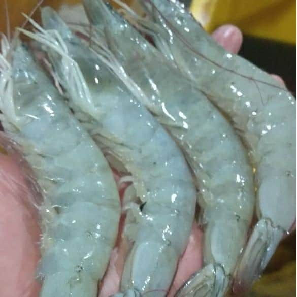 

Udang peci size 40-50 1kg