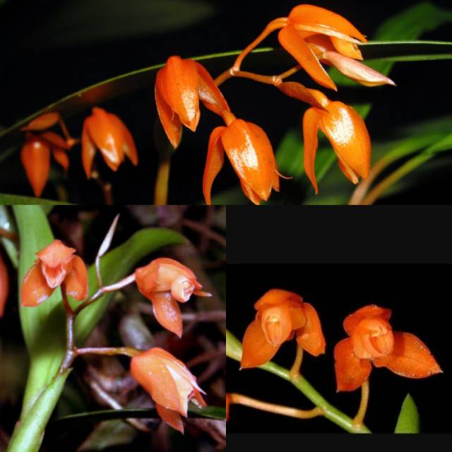 Anggrek coelogyne miniata