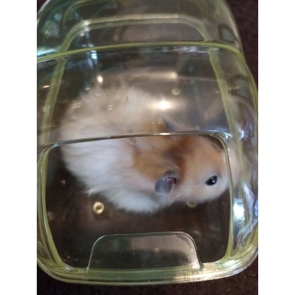 Rumah sauna transparant jumbo hamster