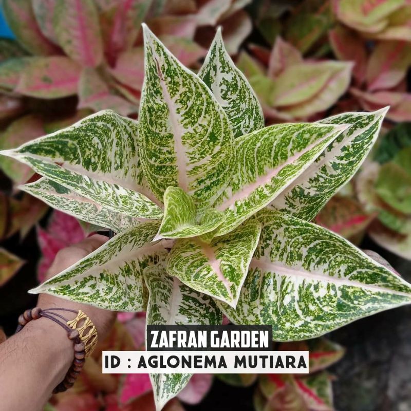 Aglonema Mutiara