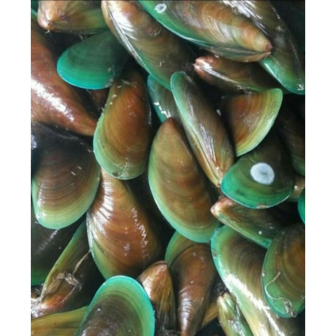 

kerang hijau segar