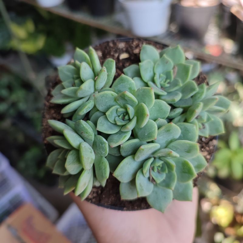 Sukulen Echeveria Hijau