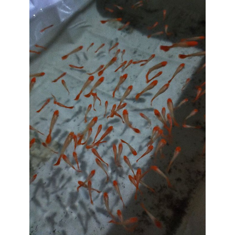 

ALBINO KOI ( per TRIO)