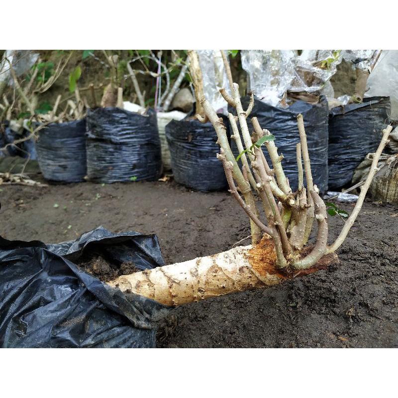 Bahan Bonsai Serut Raft